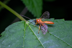 Theronia