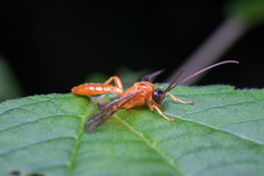 Theronia