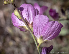 Sidalcea multifida