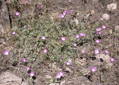 Sidalcea multifida