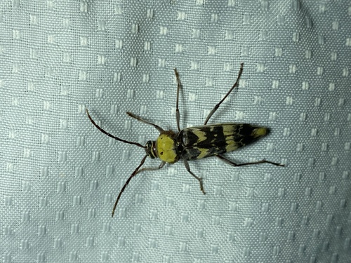 Megacyllene antennata