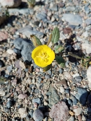 Chylismia