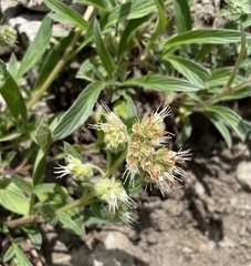 Phacelia leptosepala