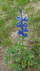 Lupinus subcarnosus