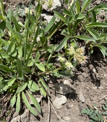 Phacelia leptosepala