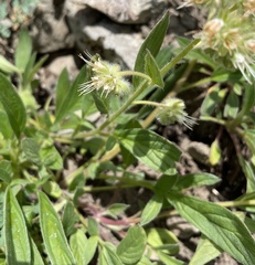 Phacelia leptosepala
