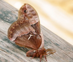 Callosamia angulifera