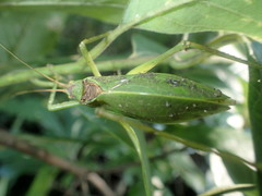 Pterophylla (Pterophylla) camellifolia image