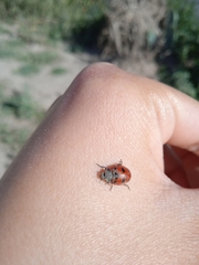 Coccinella nugatoria