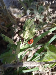 Coccinella nugatoria