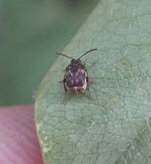 Megacerus impiger