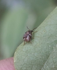 Megacerus impiger