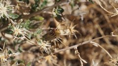 Brickellia frutescens