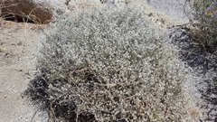 Brickellia frutescens