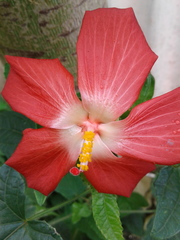 Abelmoschus sagittifolius