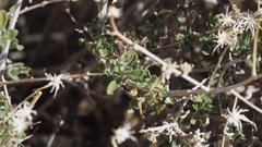 Brickellia frutescens