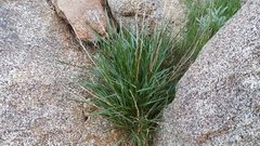 Melica imperfecta