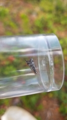 Catoptria oregonicus
