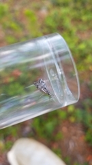 Catoptria oregonicus