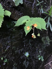 Begonia sutherlandii