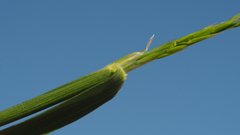 Melica imperfecta