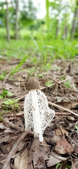 Phallus indusiatus