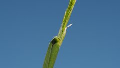 Melica imperfecta