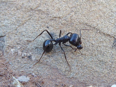Messor capensis