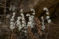 Pentagramma rebmanii