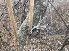 Tillandsia streptocarpa