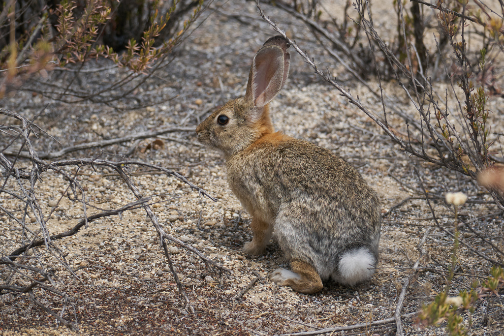 Desert Cottontail from Potrero/Hauser Mountain Management Area, San Diego, California, United
