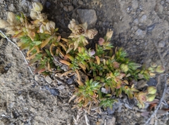 Spergularia macrotheca macrotheca