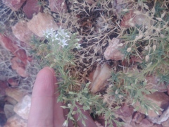 Sabulina nuttallii fragilis