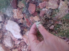 Sabulina nuttallii fragilis