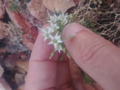 Sabulina nuttallii fragilis