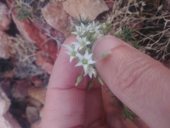 Sabulina nuttallii fragilis