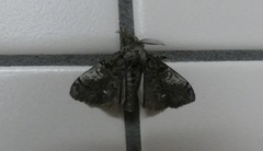 Dasychira plagiata