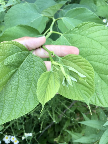 red mulberry (Morus rubra)