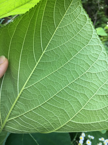 Morus rubra