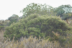 Ornithostaphylos oppositifolia
