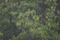 Ornithostaphylos oppositifolia