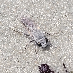 Laphystia litoralis