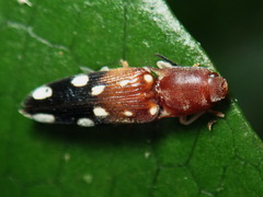 Platycrepidius decimnotatus