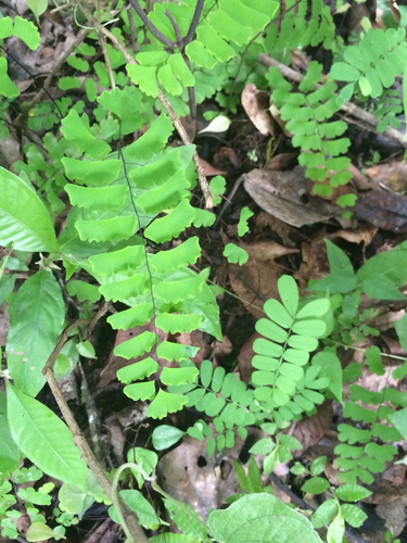 Adiantum lunulatum image