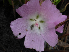 Sidalcea calycosa