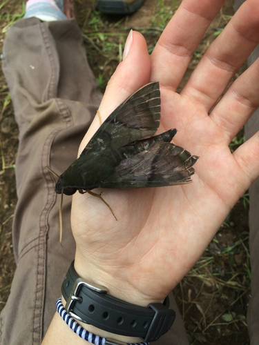 Nephele aequivalens