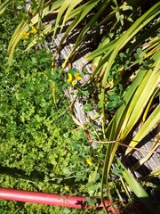 Lotus corniculatus corniculatus