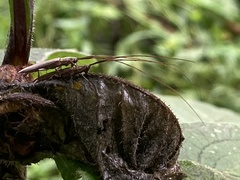 Hippopsis lemniscata
