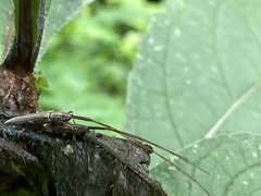 Hippopsis lemniscata