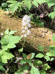 Tiarella austrina